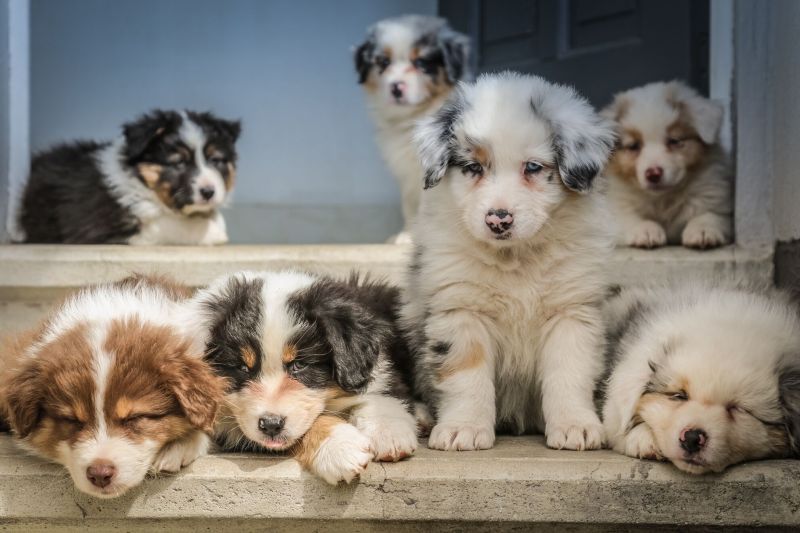 Příběhy ze života: Osud tomu chtěl – sen o australském ovčákovi