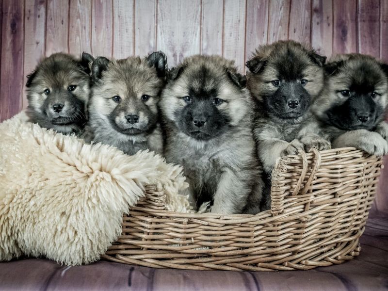 Tipy a triky 2: Máte všude doma samé chlupy? Poradíme vám jak se jich zbavit.