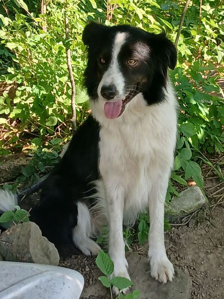 Réza