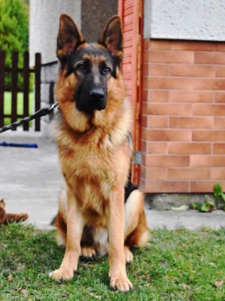Bafi