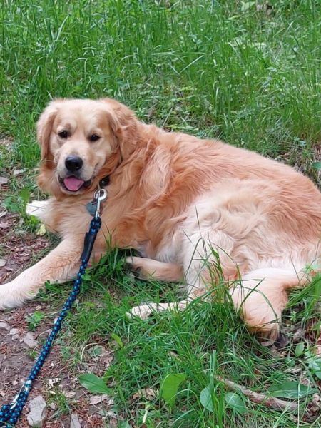 Fido